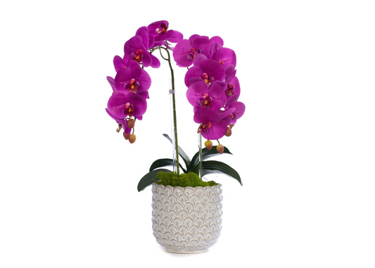 Orquídea doble morada, maceta scallop