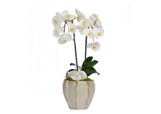 Orquidea doble blanca, maceta crema con aletas