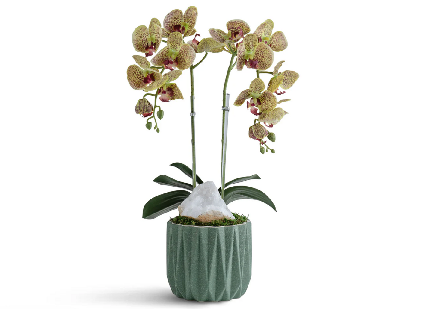 Orquidea doble verde, maceta geometrica